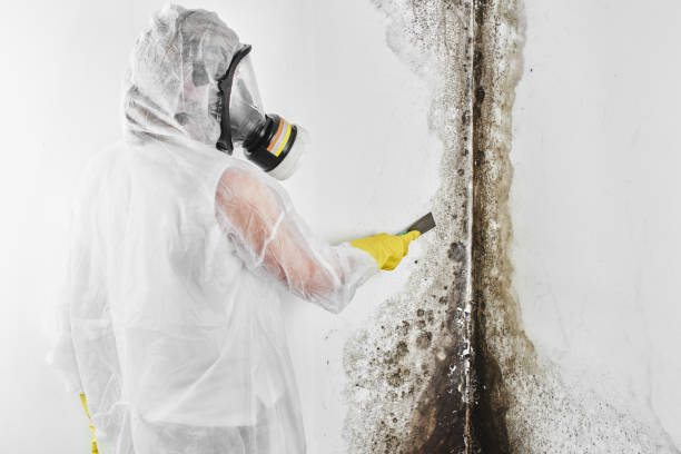 Best Mold Removal for HVAC Installations  in USA